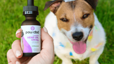 How Much Cbd Oil Tk Give Mt Dog