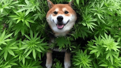 How Much Cbd for My Dog