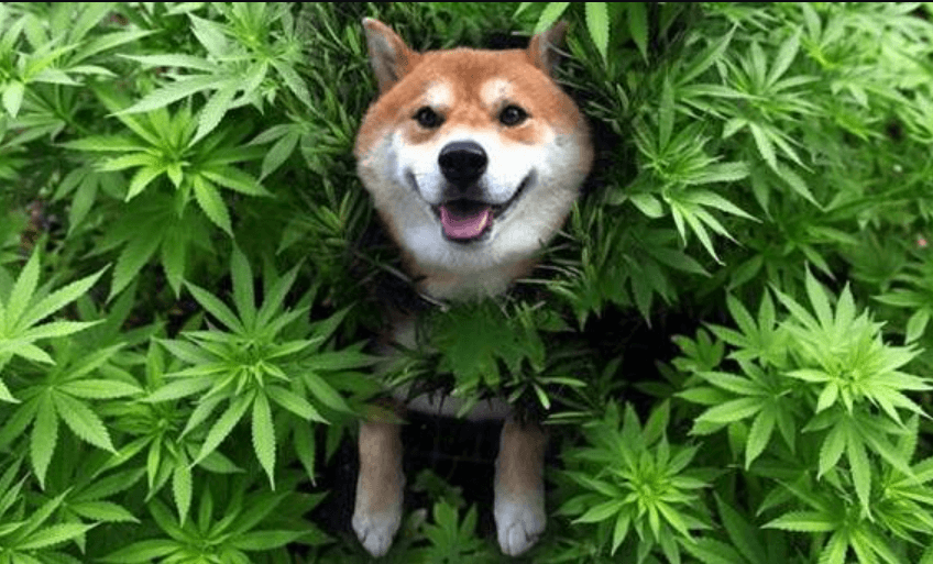 How Much Cbd for My Dog