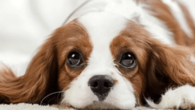 How Much Cbd for Small Dog