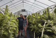 Is Cbd Legal in California 2023