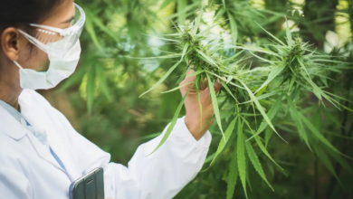 Cannabis Marketing Agency Strategies for Maximum Brand Reach