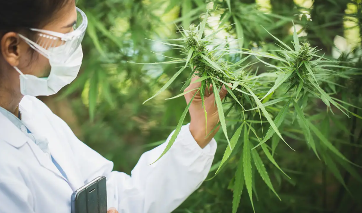 Cannabis Marketing Agency Strategies for Maximum Brand Reach