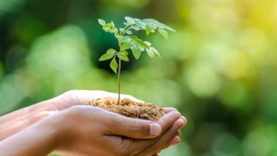 Creating a More Centered Life Through Simple Practices and Natural Enhancers