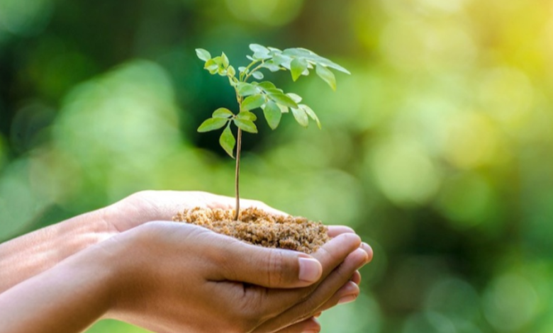 Creating a More Centered Life Through Simple Practices and Natural Enhancers